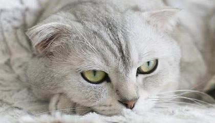 开云kaiyun-朱婷助球队拿下关键战女排世界杯，朱婷女排吧 朱婷个站